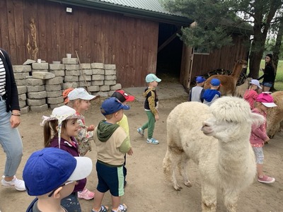 dzieci oglądają alpaki