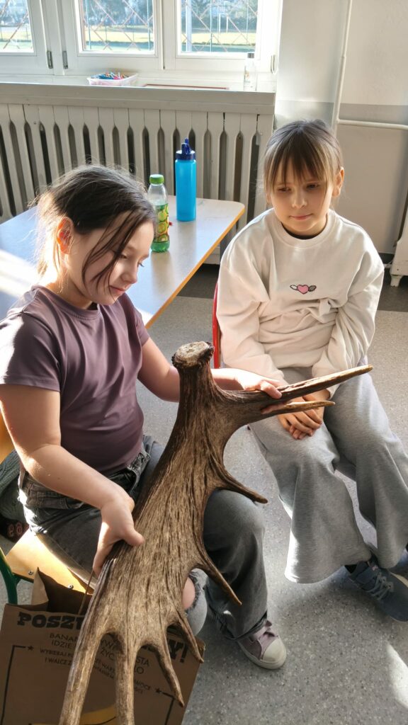 Uczennica prezentuje łopaty łosia